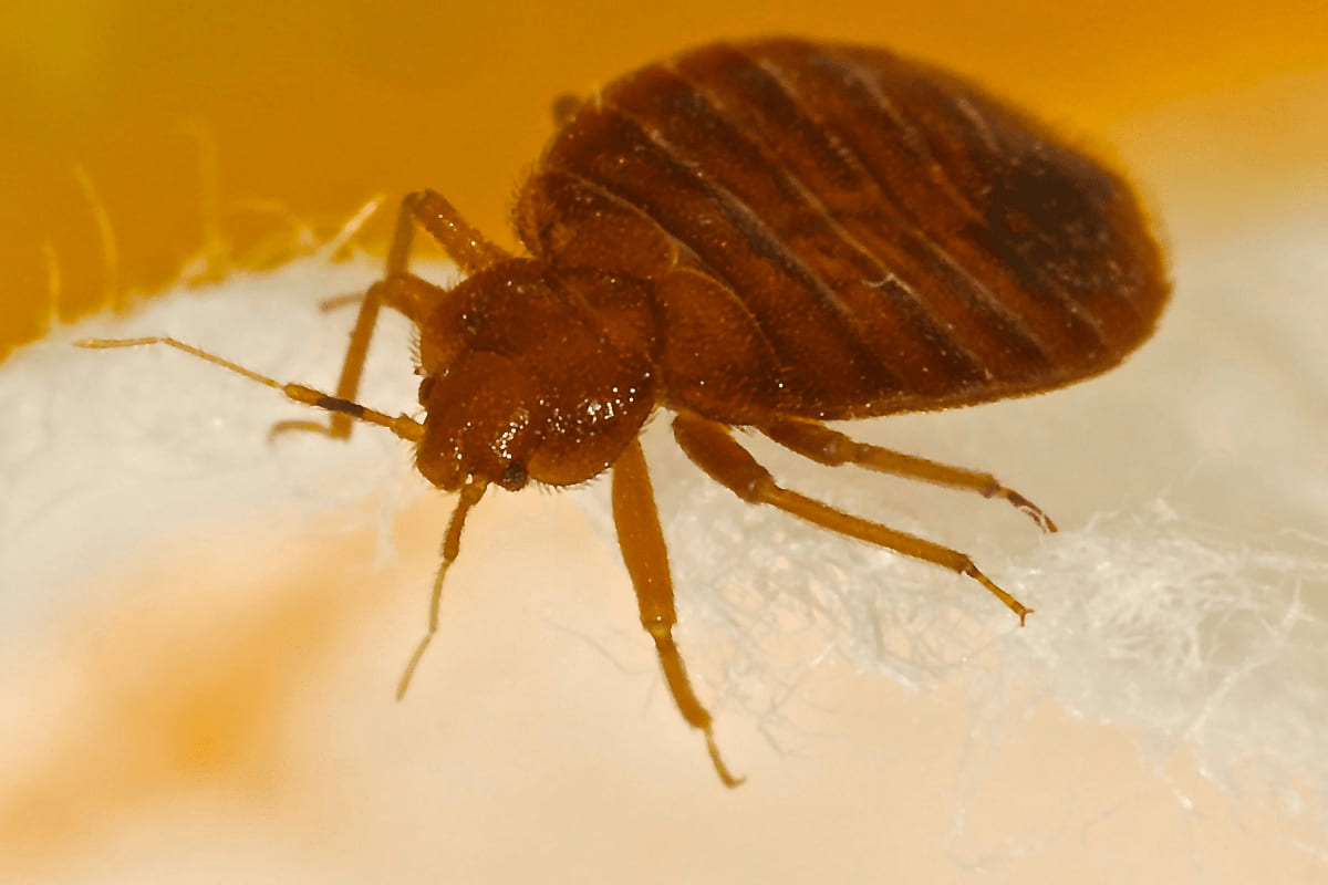 Pest Mantra Gallery Image