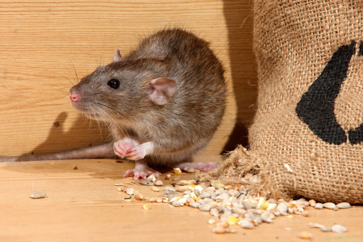 Pest Mantra Gallery Image