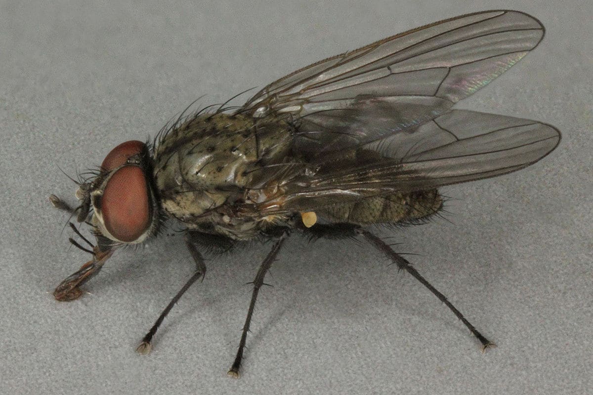 Pest Mantra Gallery Image