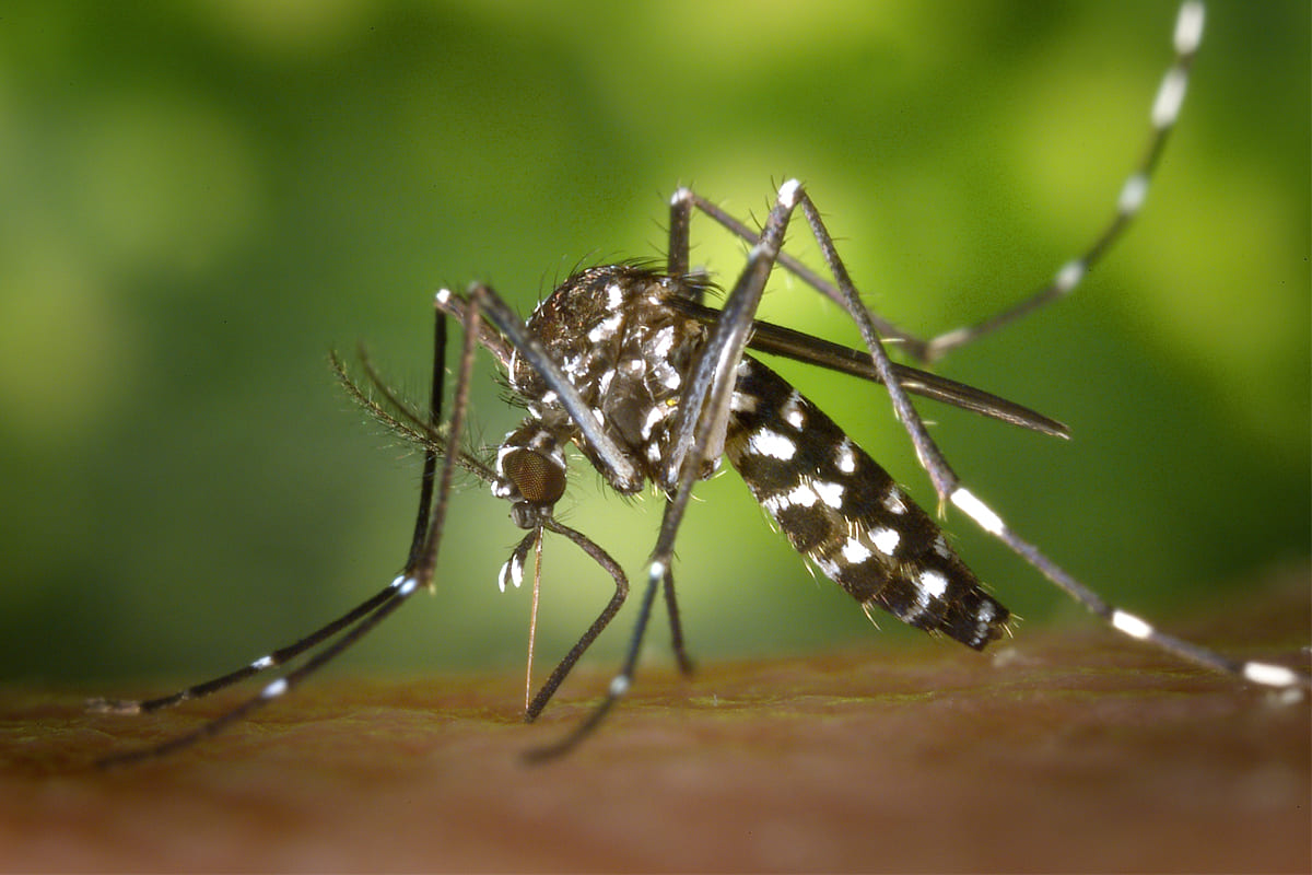 Pest Mantra Gallery Image