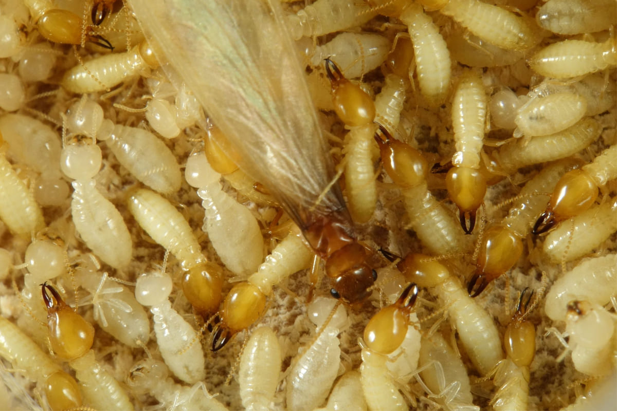 Pest Mantra Gallery Image