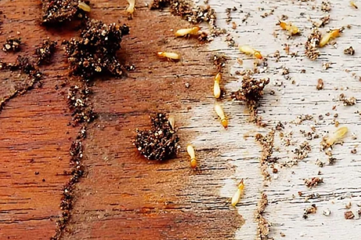 Pest Mantra Gallery Image