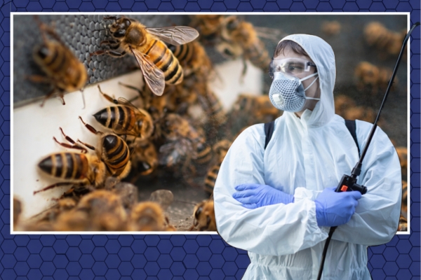 Pest Mantra Gallery Image